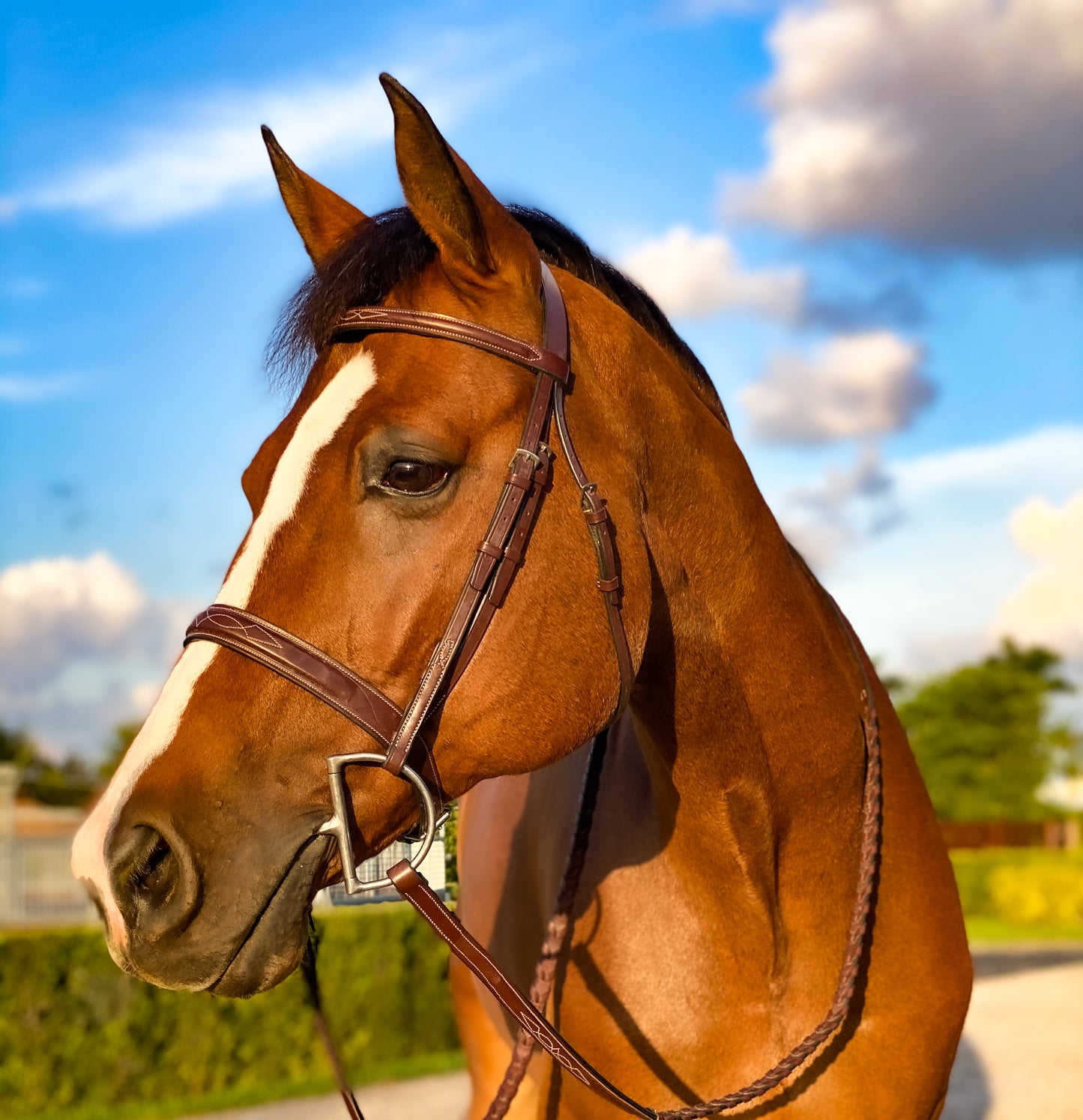 Beval Heritage Wide Caveson Bridle