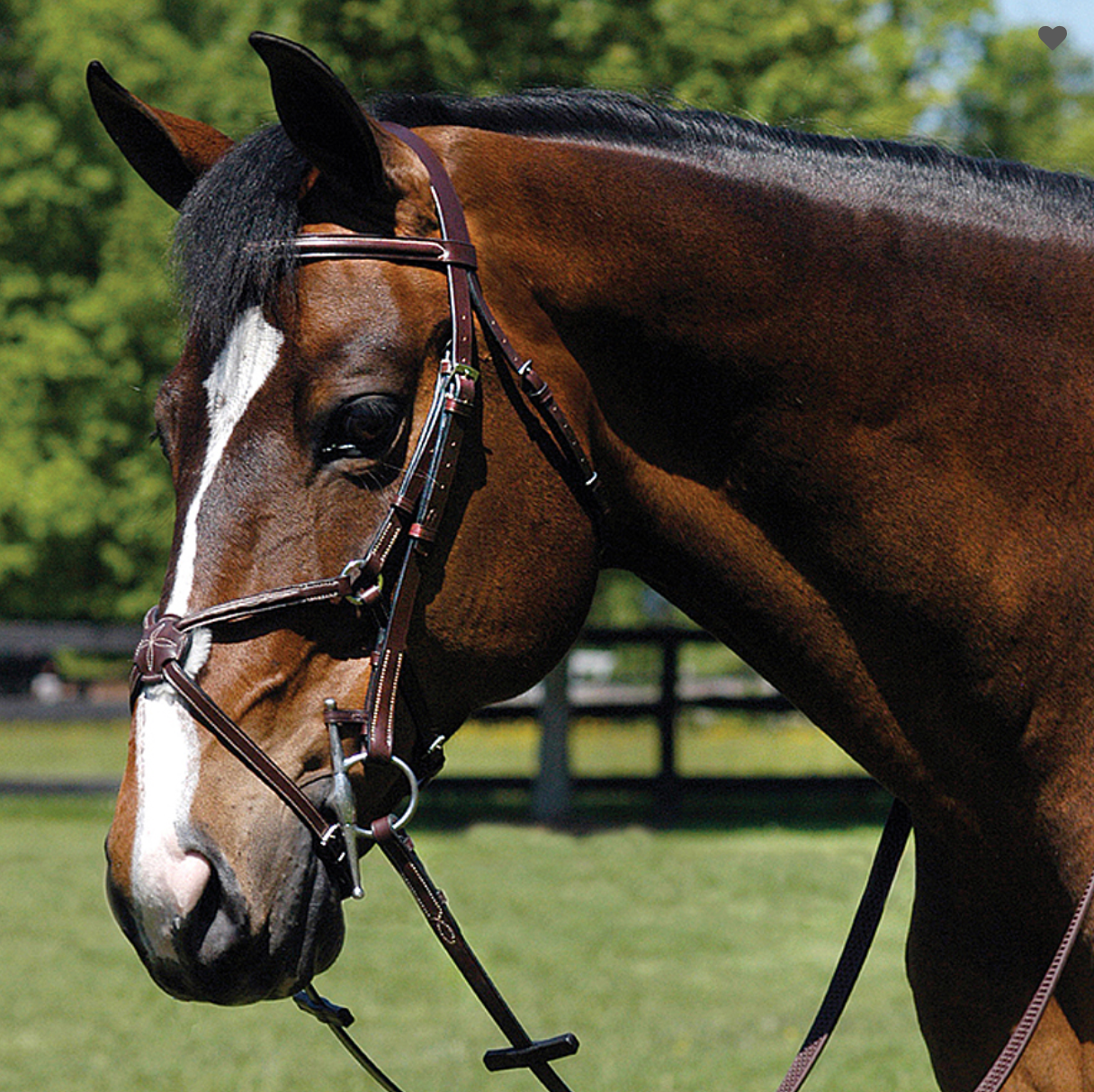 Hobby Horse Figure 8 Bridle Brown One Size