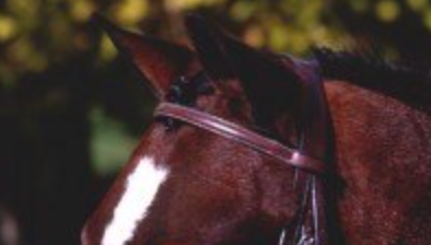 Beval Gladstone Raised Browband