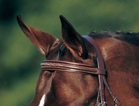 Beval Heritage Padded Fancy Stitch Browband