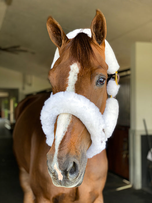 Beval Deluxe Shipping Halter