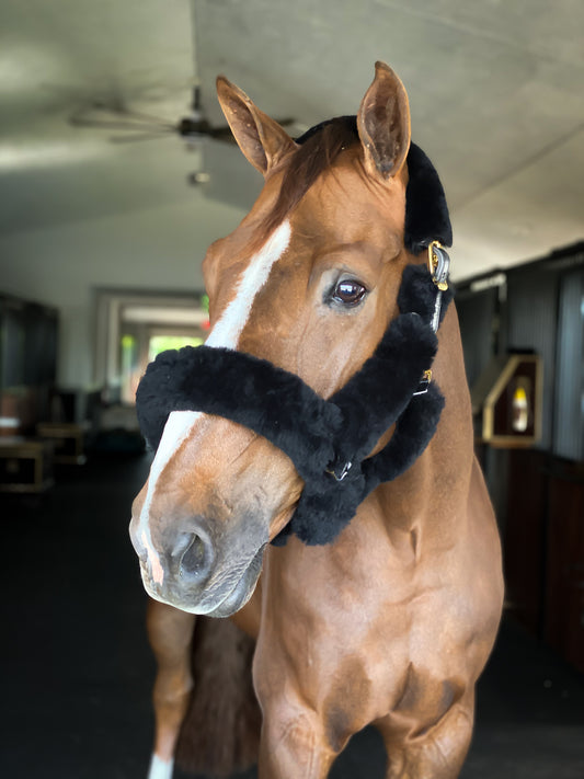 Beval Deluxe Shipping Halter